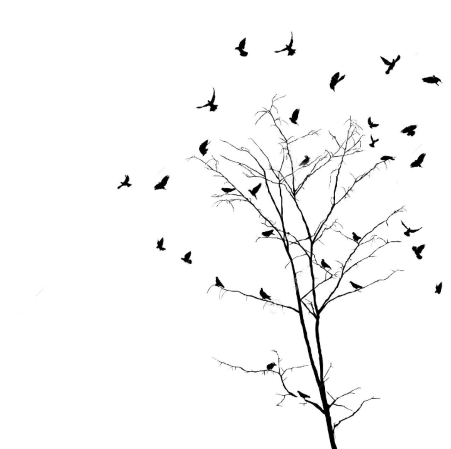 Sparrows flying out of tree